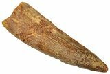 Fossil Spinosaurus Tooth - Real Dinosaur Tooth #322261-1